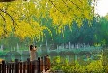 麻豆md0076免费视频入口-风情万种的秘密，麻豆MD0076的非凡之旅